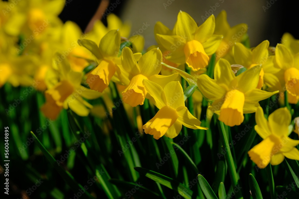 Narcissus jonquilla in full blooming Narcissus jonquilla in full blooming