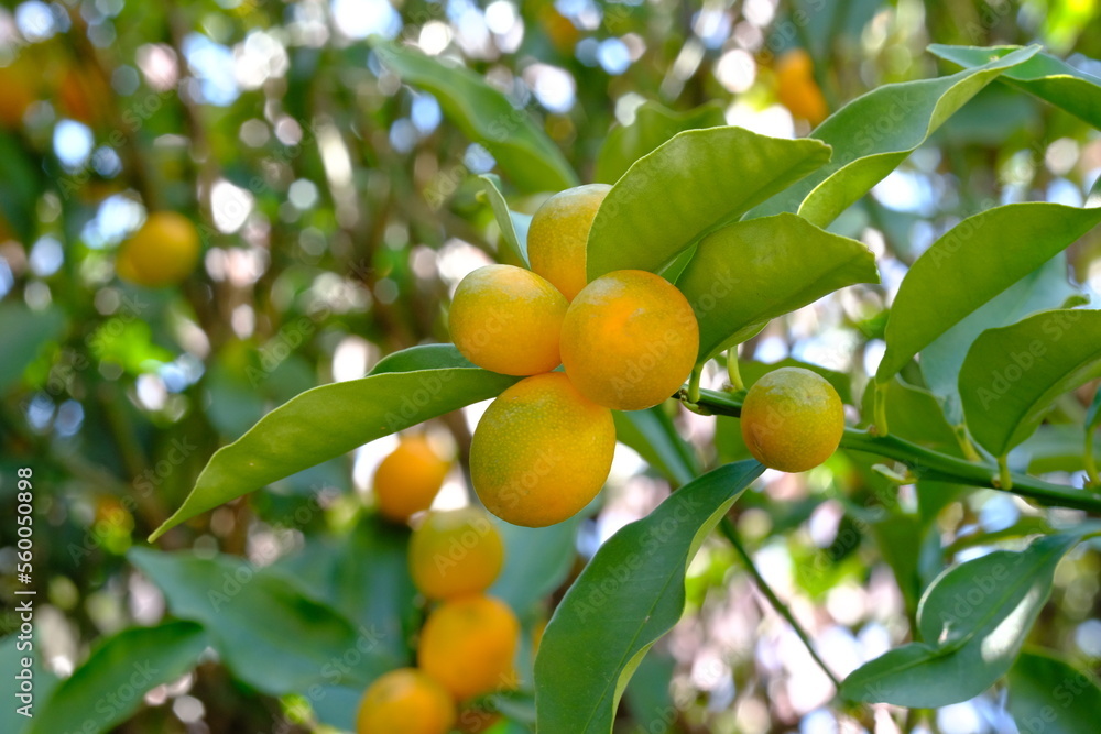 fruits of kumquat with tree