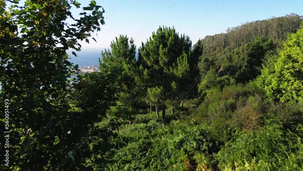 Pine Woods On The Mountainside Near Coastal Town During Summertime. Aerial Drone Shot Pine Woods On The Mountainside Near Coastal Town During Summertime. Aerial Drone Shot