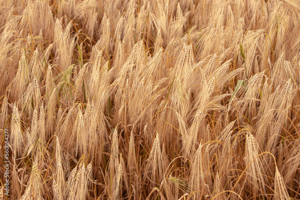 Wheat field. Ears of golden wheat. Background of ripening ears. Ripe cereal crop. close up. Wheat field. Ears of golden wheat. Background of ripening ears. Ripe cereal crop. close up.