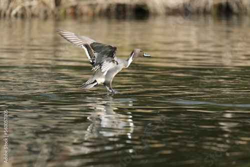 northern pintail in a pond