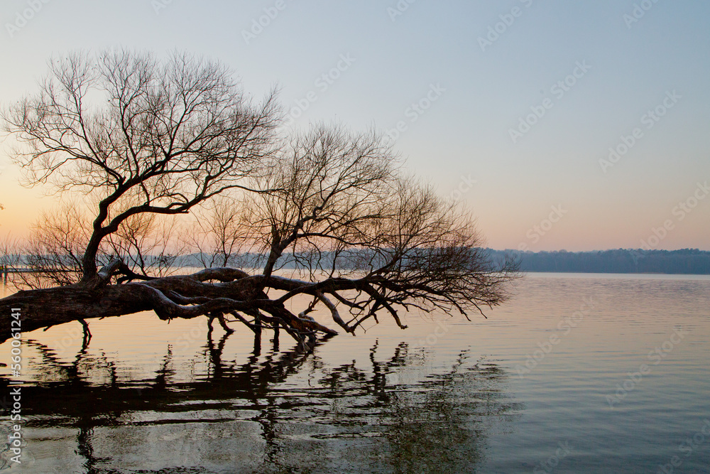 Baum über wasser Baum über wasser