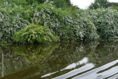 Landscape of forest and river