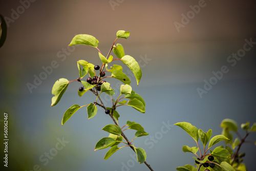 Branch of Common buckthorn Rhamnus cathartica tree in autumn. Beautiful bright view of black berries and green leaves close-up photo