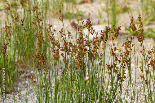 Fotografie Common Soft Rush Juncus effusus is a perennial herbaceous flowering plant specie