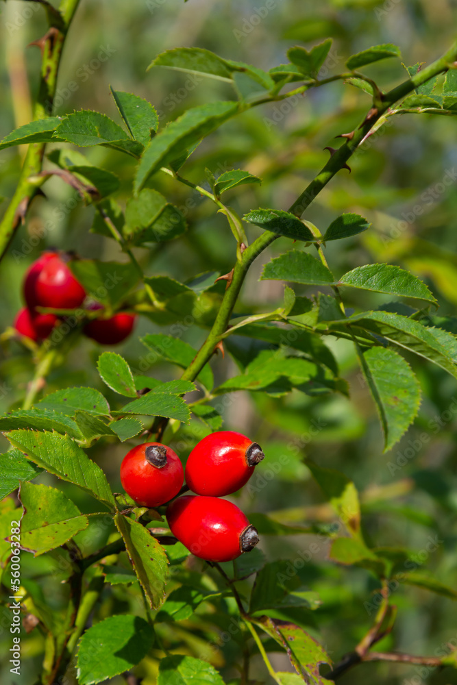 Rosehip berries on the twigs, natural autumn seasonal dark grunge background