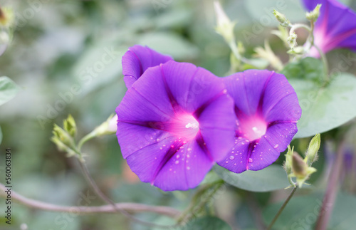 close up of a purple flower