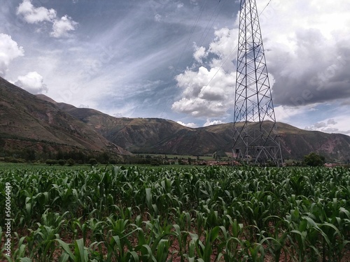 corn crop with high voltage tower and cloudy sky photo