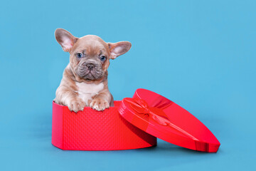 Cute Valentine's day puppy. French Bulldog dog in heart shaped gift box on blue background