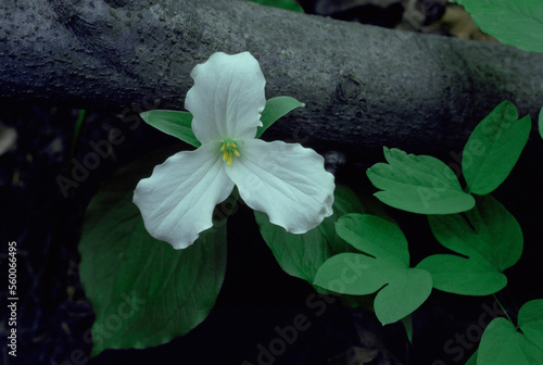 A white Trillium flower photo