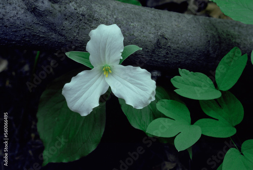 A white Trillium flower
