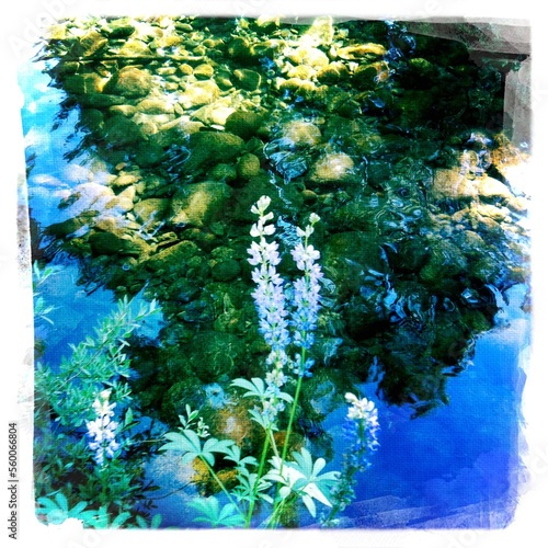 Lupine in front of river with placid water and rocks in blue green tones.
