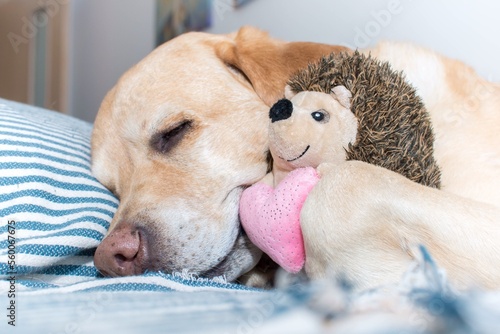 Un perro duerme con su peluche