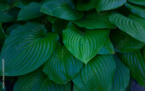 The background of Fresh green leaves of hosta plant in the garden