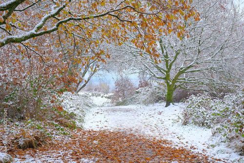 Winter scene, Wales