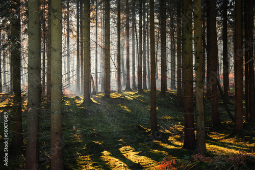 Morning in the Wyre Forest, Bewdley, Worcestershire, UK.