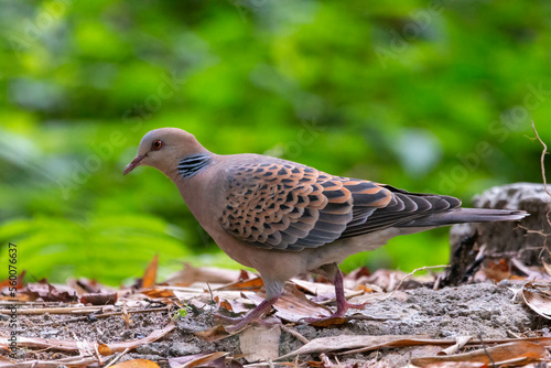 Oriental Turtle Dove
