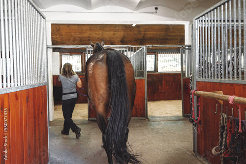 Back view of a brown horse with black har walking in the stables with his trainer