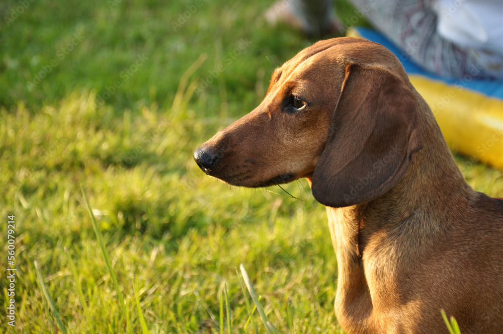 dachshund dog looks at a green lawn outdoors dachshund dog looks at a green lawn outdoors