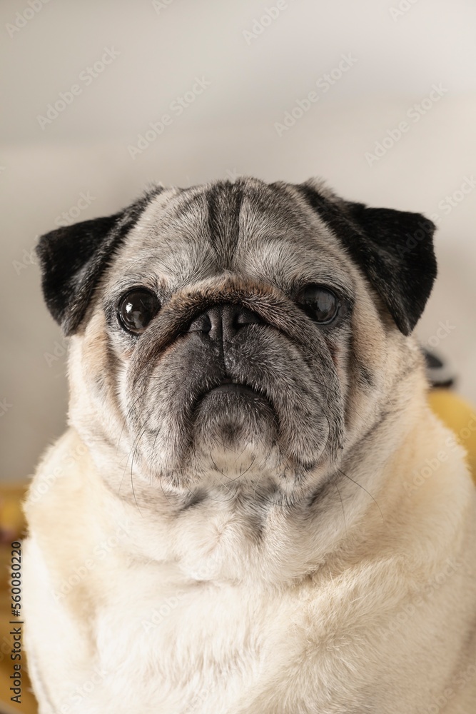 Portrait of pug breed dog with adorable face. Home dog lying on the sofa
