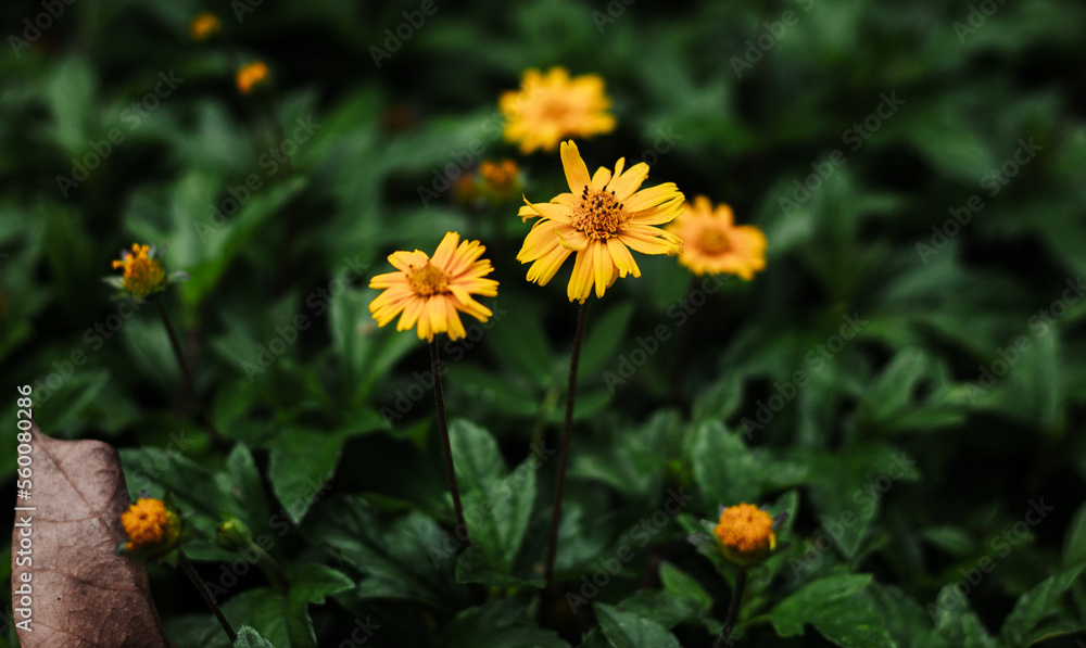 yellow flower in the garden yellow flower in the garden