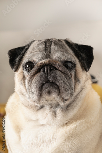 Portrait of pug breed dog with adorable face. Home dog lying on the sofa