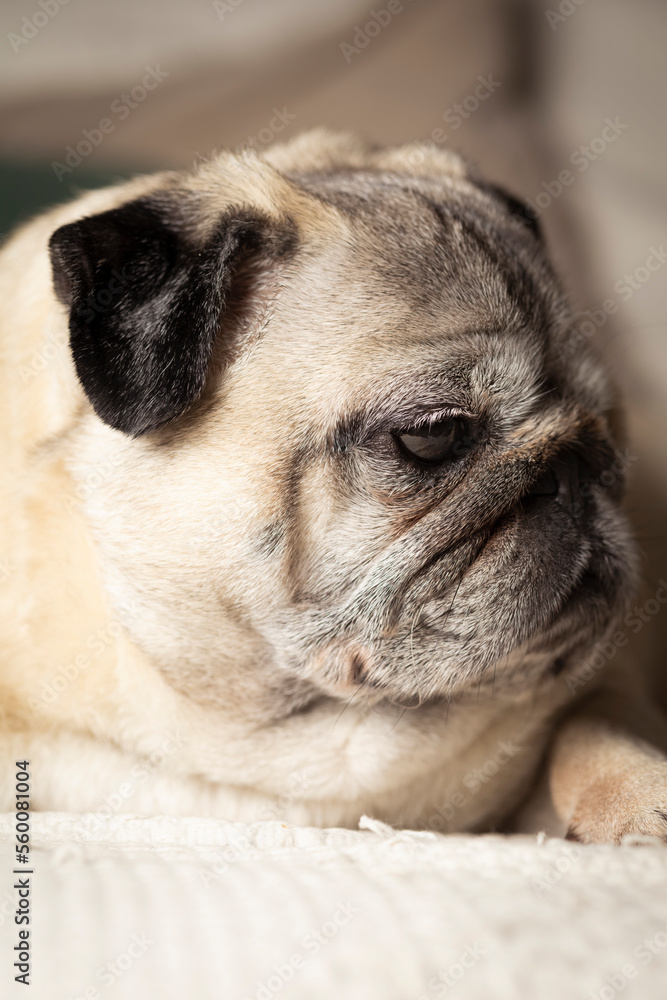 Portrait of pug breed dog with adorable face. Home dog lying on the sofa