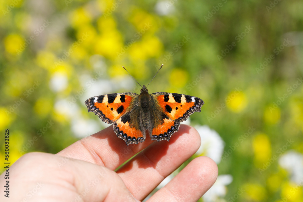 Obraz premium butterfly sitting on the hand of a woman