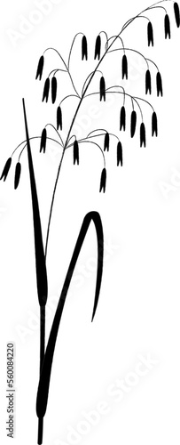 Avena fatua grass of meadows and fields, natural plant vector graphic sketch. Botanical drawing for book and magazines, children's illustration.