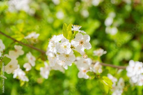 Cherry branch. Cherry blossoms in spring. Springtime 