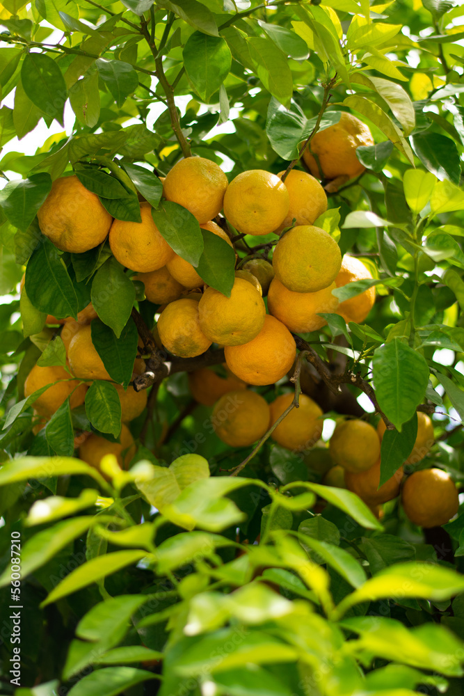 orange fruits on the tree 