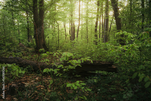 morning sun light in lush g...