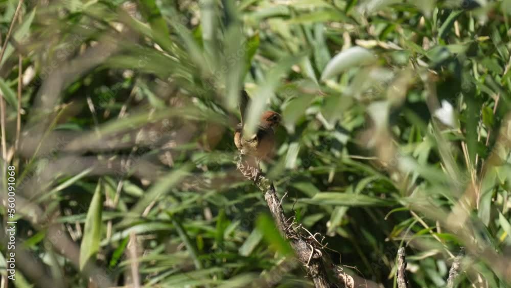 shrike on a branch shrike on a branch