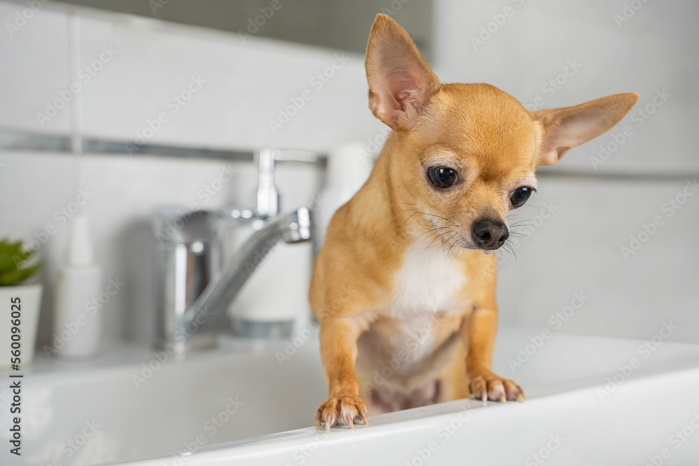 Φωτογραφία A little red-haired chihuahua is bathing in the sink in the bathroom