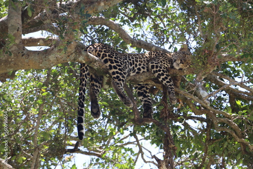 leopard resting sleeping on a tree in masai mara national park in kenya