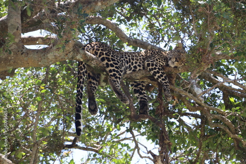 Photography leopard resting sleeping on a tree in masai mara national park in kenya