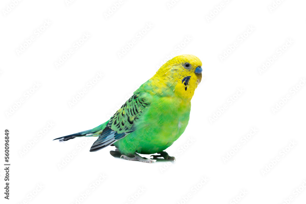 Fototapeta premium Cute green yellow budgie on white background