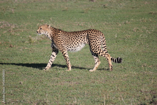 Photography a cheetah walks in the morning on the savannah in kenya in the masai maa park
