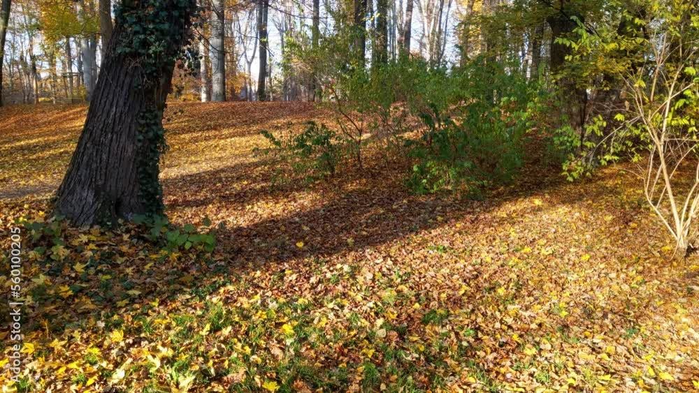 Dry yellow leaves fall to the ground in a park or forest. Sunny background of autumn