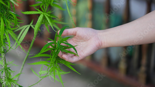 hand hold cannabis leaf in home cultivation