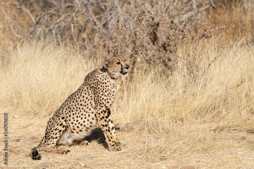 cheetah in the African savannah waiting for prey Namibia. © vaclav
