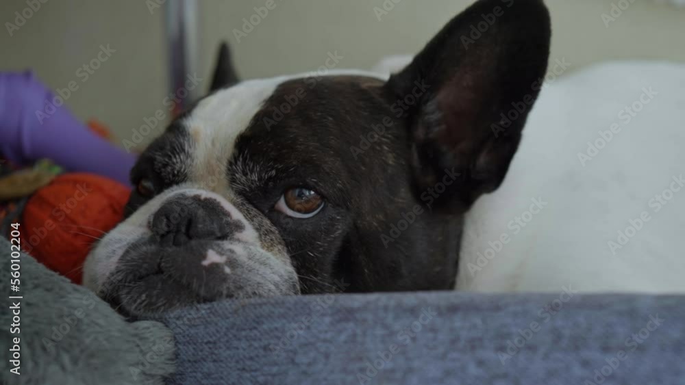 cute french bulldog lying in his place with toys looking camera slow motion cute french bulldog lying in his place with toys looking camera slow motion