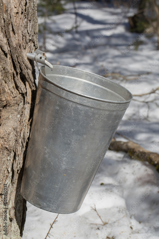 Maple sap dripping into an aluminium sap bucket attached to a maple tree on a beautiful and sunny spring afternoon. Maple sap dripping into an aluminium sap bucket attached to a maple tree on a beautiful and sunny spring afternoon.