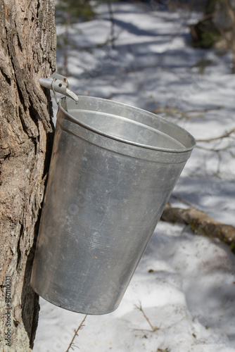Maple sap dripping into an aluminium sap bucket attached to a maple tree on a beautiful and sunny spring afternoon. 