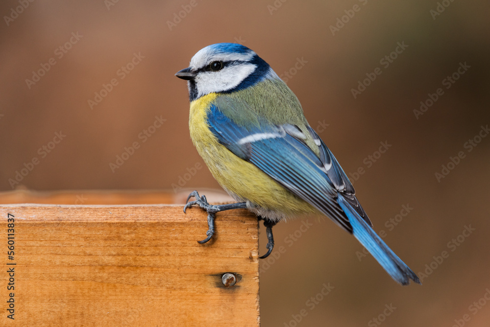 Blue tit at a garden bird feeder