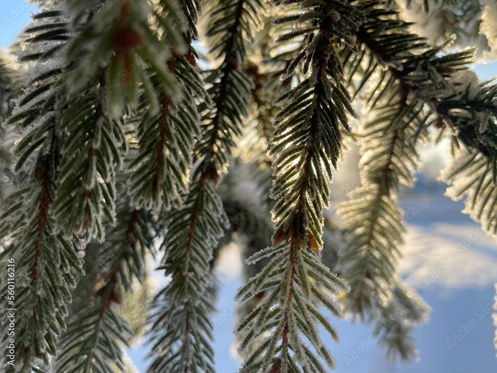 branches of a pine branches of a pine