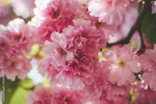 Selective focus of beautiful branches of pink Sakura flowers during spring season