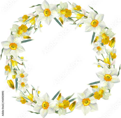 Narcissus flowers watercolor illustration. Spring Daffodil floral wreath. Round frame © Nataliya Kunitsyna