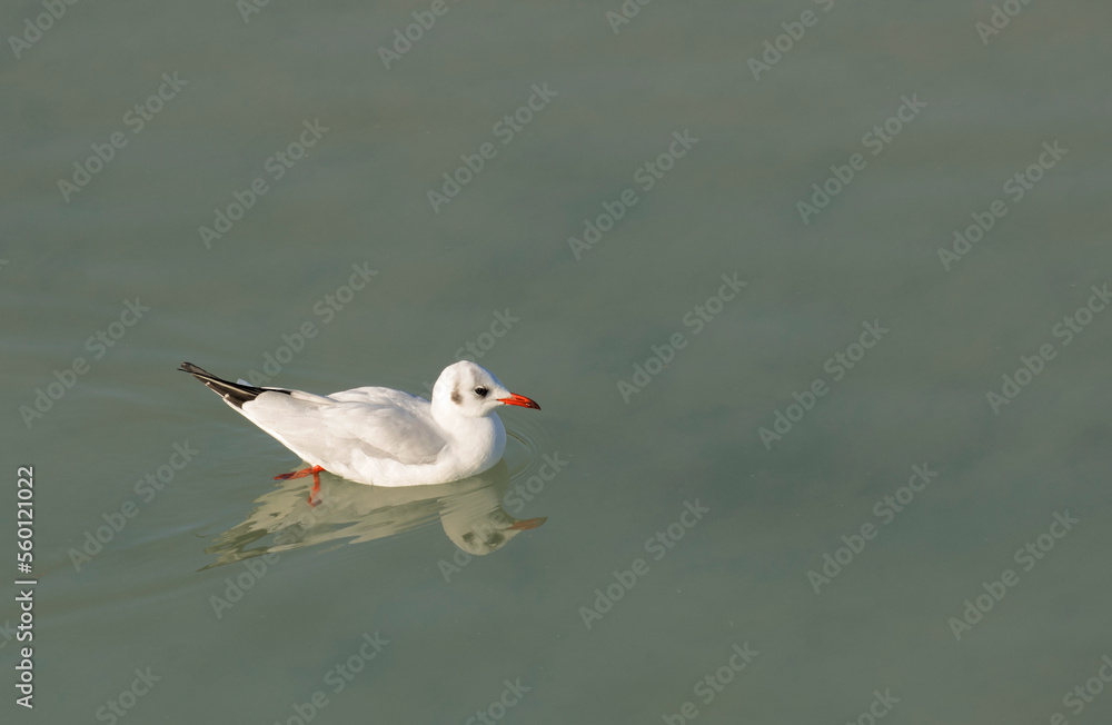 A black headed gull (Chroicocephalus ridibundus) swimming A black headed gull (Chroicocephalus ridibundus) swimming