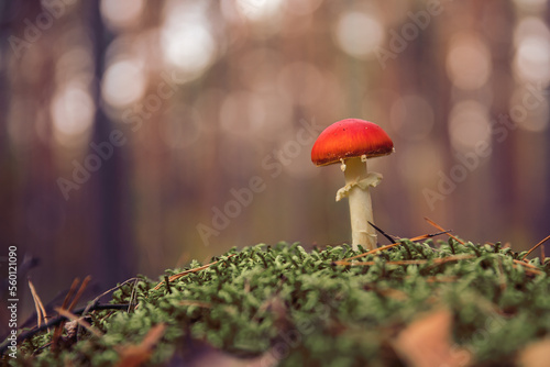 Czerwony grzyb w lesie